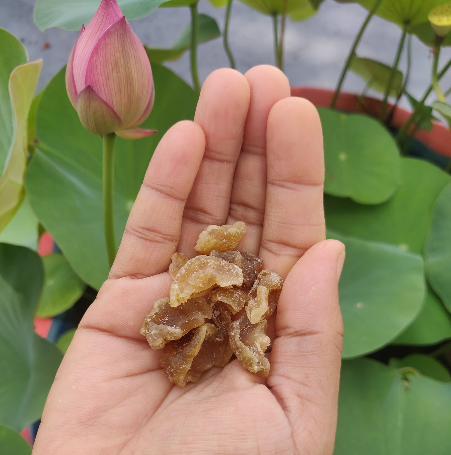 Sun-dried Gooseberry | Amla Candy | Nellika