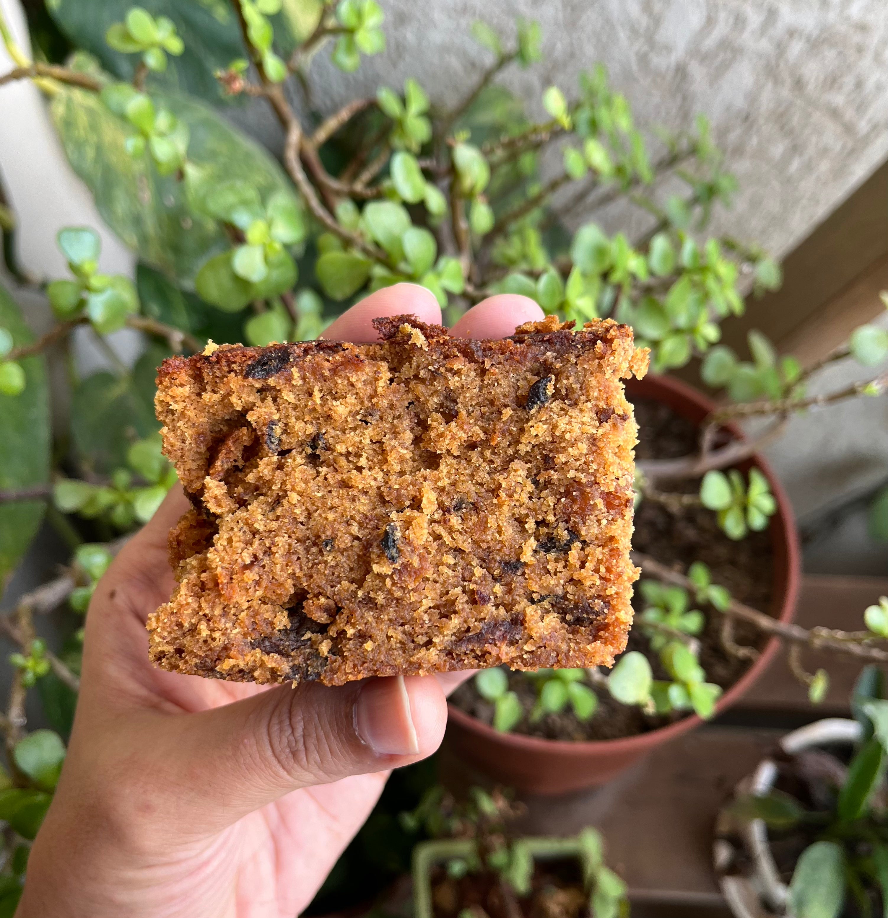 Matured Plum Cake with Rum Soaked Fruits Homemade Tocco