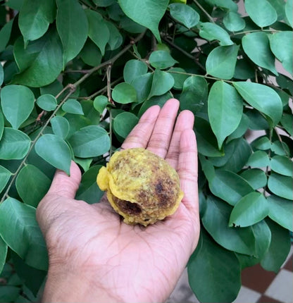 Best Homemade Green Moong Jaggery Healthy Snack-Munthirikothu-Tocco